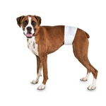 Male Dog Diapers